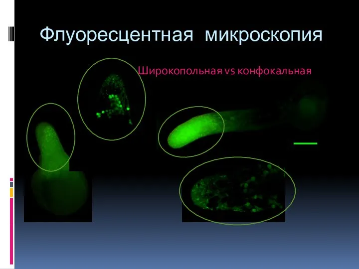 Флуоресцентная микроскопия Широкопольная vs конфокальная