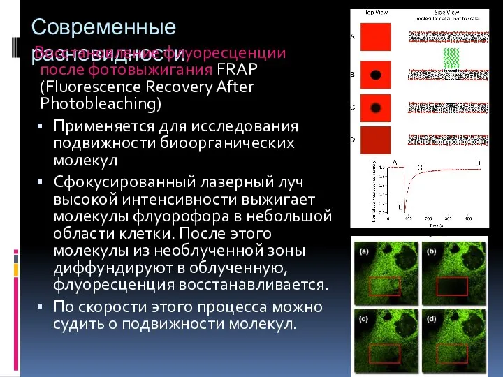Современные разновидности Восстановление флуоресценции после фотовыжигания FRAP (Fluorescence Recovery After Photobleaching) Применяется