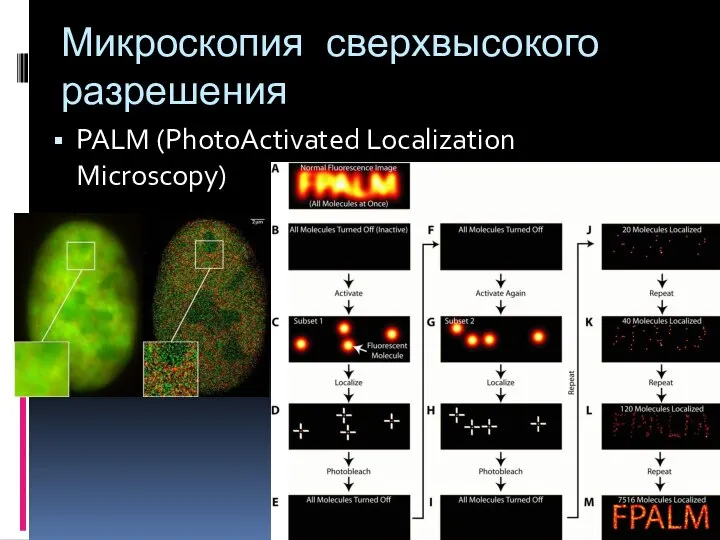 Микроскопия сверхвысокого разрешения PALM (PhotoActivated Localization Microscopy)