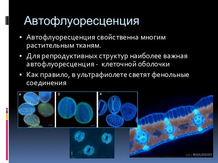 Автофлуоресценция Автофлуоресценция свойственна многим растительным тканям. Для репродуктивных структур наиболее важная автофлуоресценция