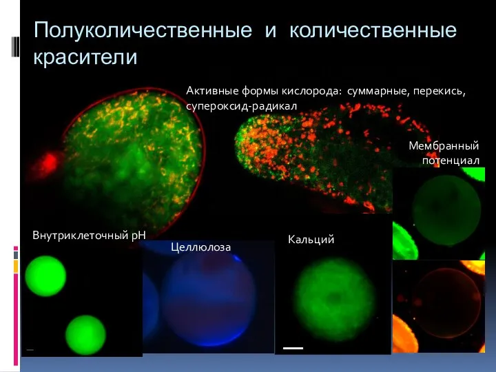 Полуколичественные и количественные красители Активные формы кислорода: суммарные, перекись, супероксид-радикал Целлюлоза Внутриклеточный рН Кальций Мембранный потенциал