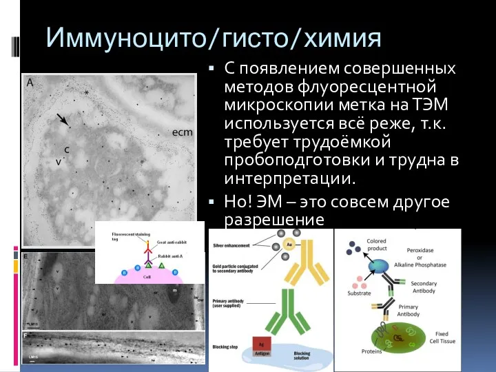 Иммуноцито/гисто/химия С появлением совершенных методов флуоресцентной микроскопии метка на ТЭМ используется всё