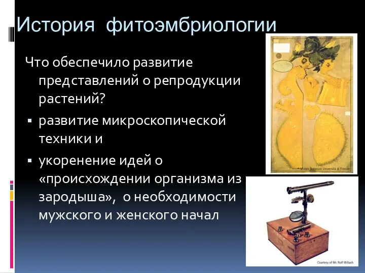 История фитоэмбриологии Что обеспечило развитие представлений о репродукции растений? развитие микроскопической техники