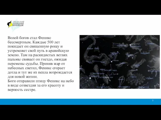 Волей богов стал Феникс бессмертным. Каждые 500 лет покидает он священную рощу