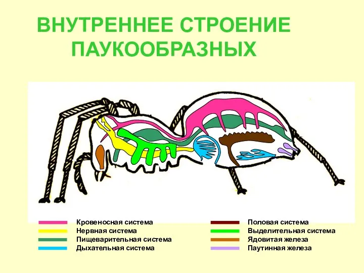 ВНУТРЕННЕЕ СТРОЕНИЕ ПАУКООБРАЗНЫХ