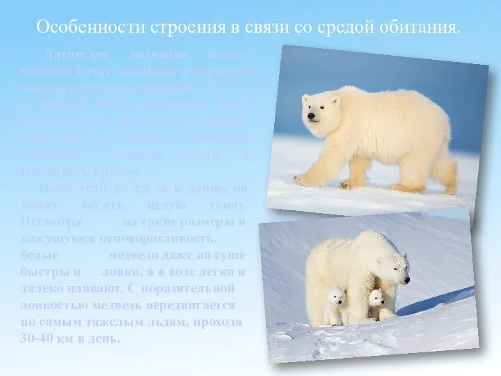 Латинское название белого медведя Ursus maritimus в переводе означает «медведь морской». Предки