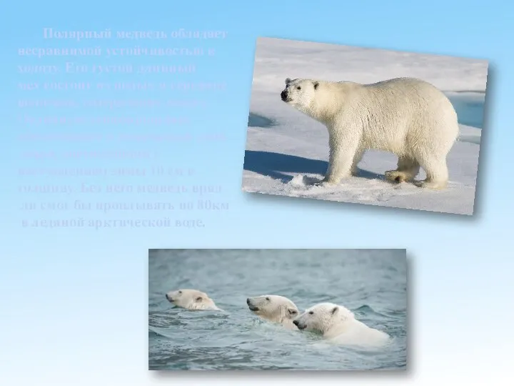 Полярный медведь обладает несравнимой устойчивостью к холоду. Его густой длинный мех состоит