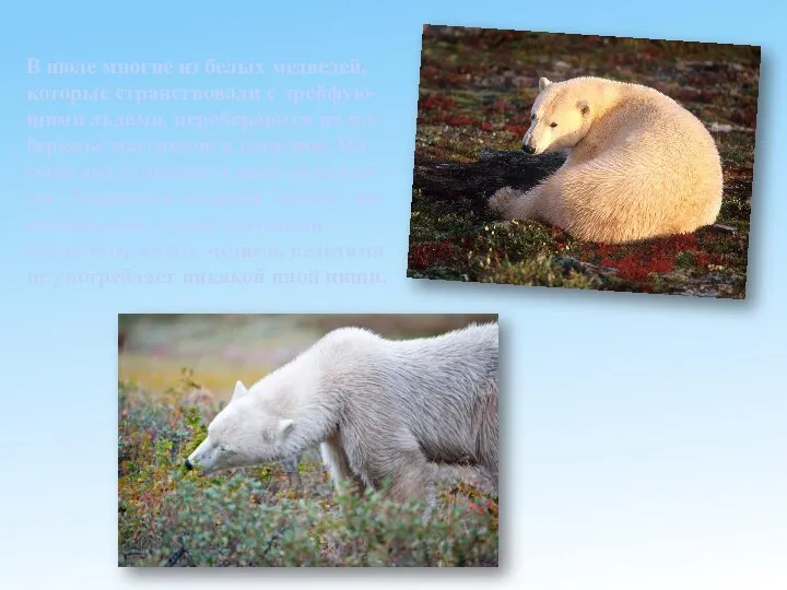 В июле многие из белых медведей, которые странствовали с дрейфую-щими льдами, перебираются