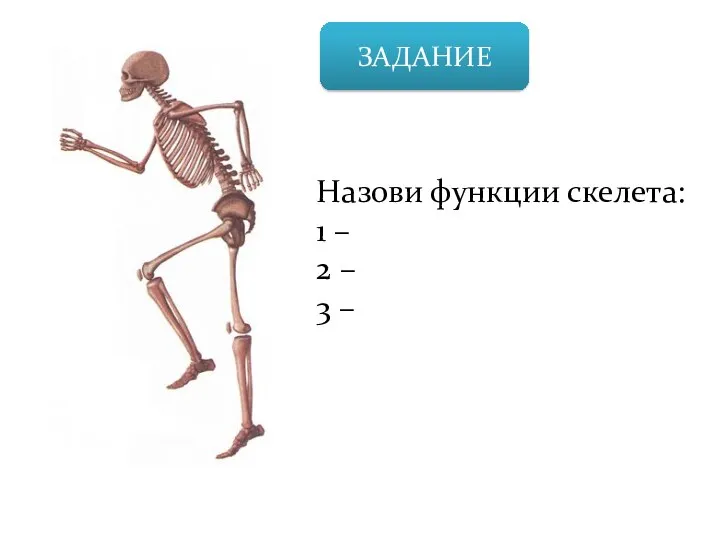 ЗАДАНИЕ Назови функции скелета: 1 – 2 – 3 –