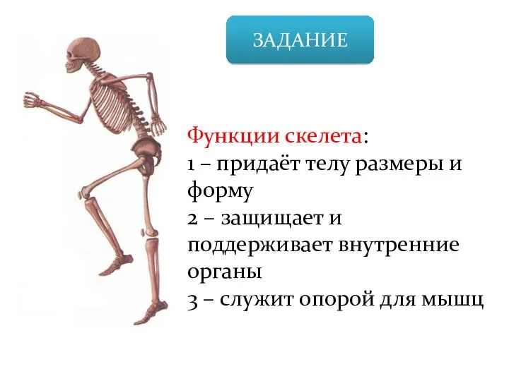 ЗАДАНИЕ Функции скелета: 1 – придаёт телу размеры и форму 2 –