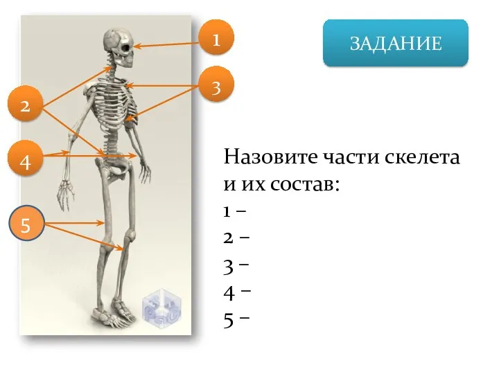 ЗАДАНИЕ Назовите части скелета и их состав: 1 – 2 – 3