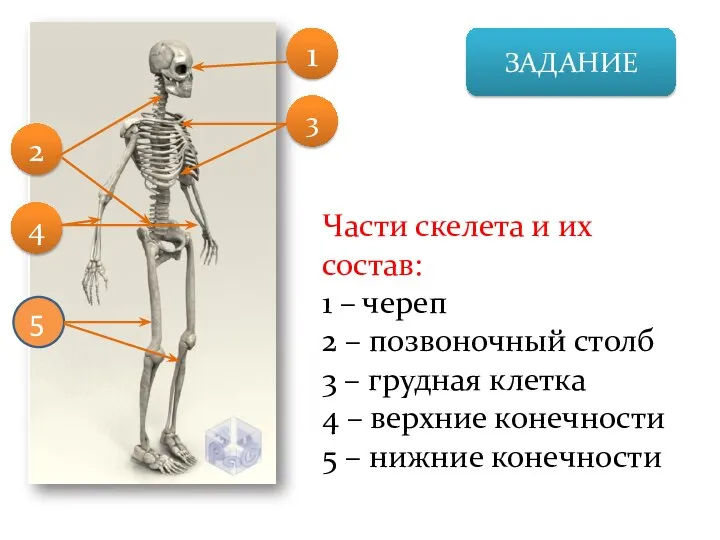 ЗАДАНИЕ Части скелета и их состав: 1 – череп 2 – позвоночный