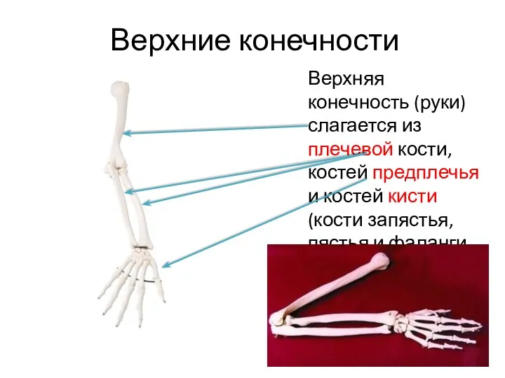 Верхние конечности Верхняя конечность (руки) слагается из плечевой кости, костей предплечья и