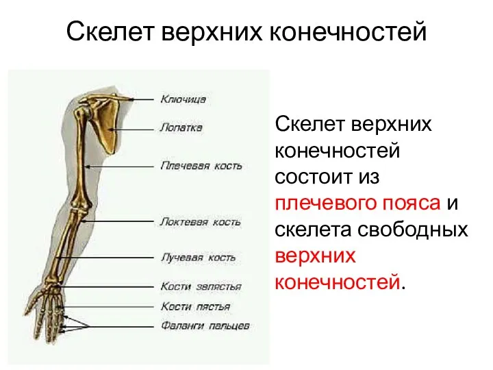 Скелет верхних конечностей Скелет верхних конечностей состоит из плечевого пояса и скелета свободных верхних конечностей.