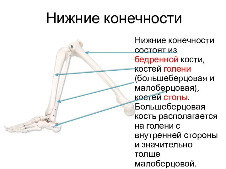 Нижние конечности Нижние конечности состоят из бедренной кости, костей голени (большеберцовая и