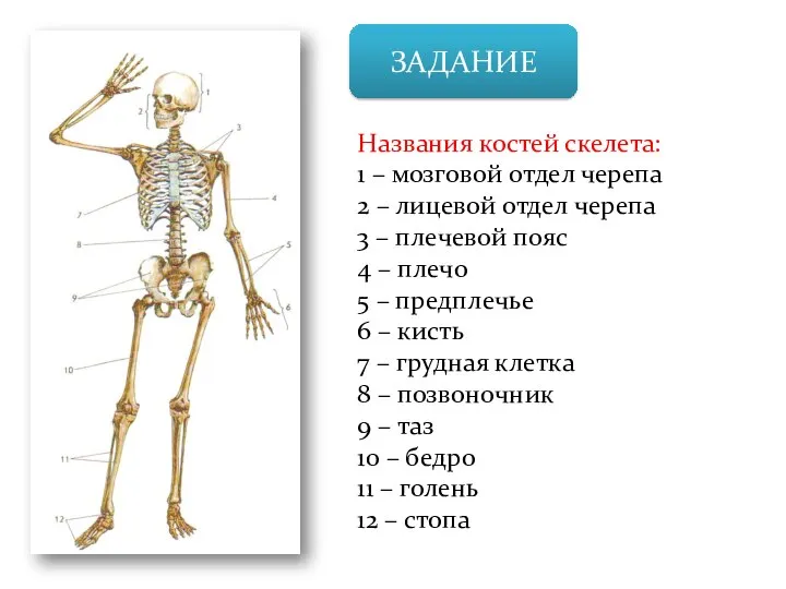 ЗАДАНИЕ Названия костей скелета: 1 – мозговой отдел черепа 2 – лицевой