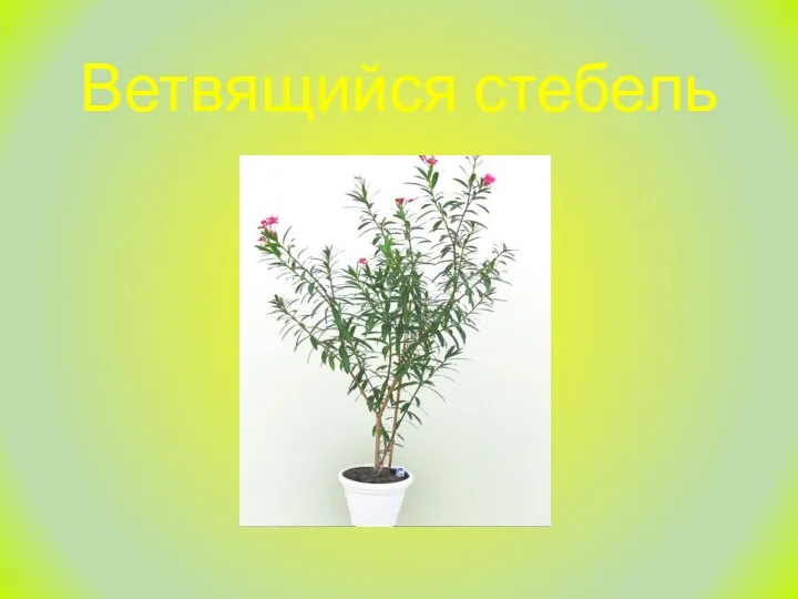 Ветвящийся стебель