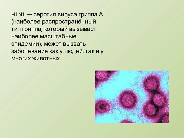 H1N1 — серотип вируса гриппа А (наиболее распространённый тип гриппа, который вызывает