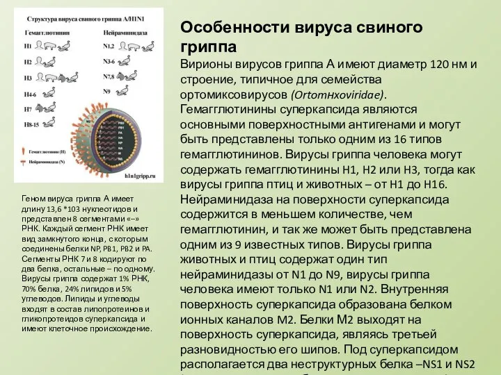 Особенности вируса свиного гриппа Вирионы вирусов гриппа А имеют диаметр 120 нм