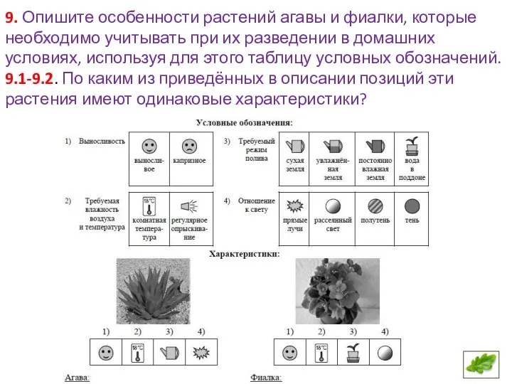 9. Опишите особенности растений агавы и фиалки, которые необходимо учитывать при их