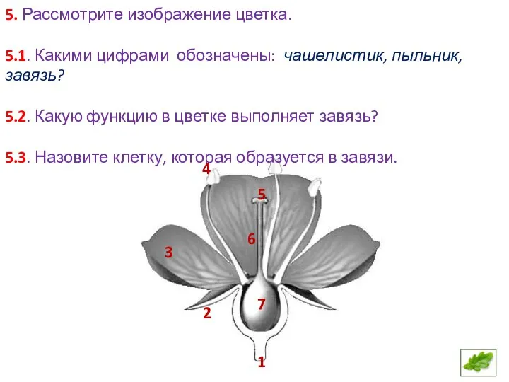 5. Рассмотрите изображение цветка. 5.1. Какими цифрами обозначены: чашелистик, пыльник, завязь? 5.2.