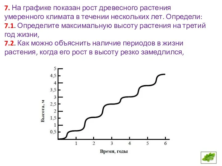7. На графике показан рост древесного растения умеренного климата в течении нескольких
