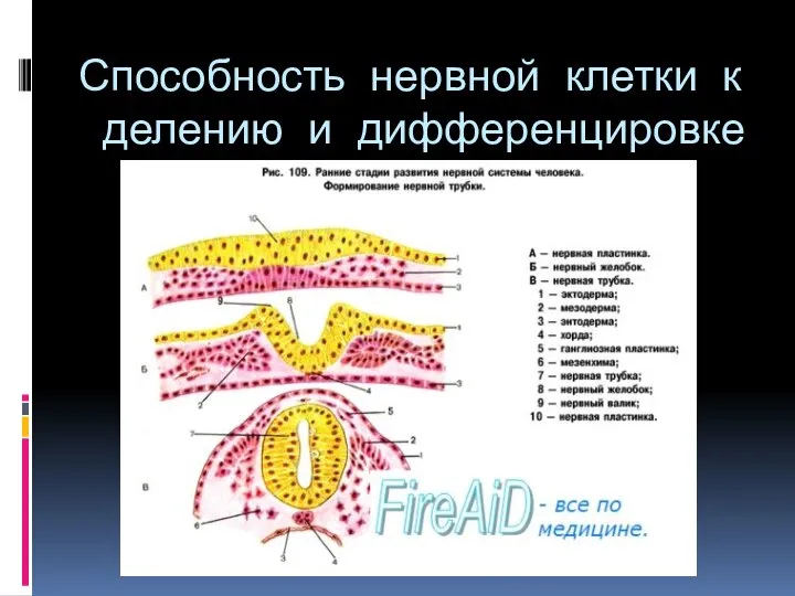 Способность нервной клетки к делению и дифференцировке дифференцировке