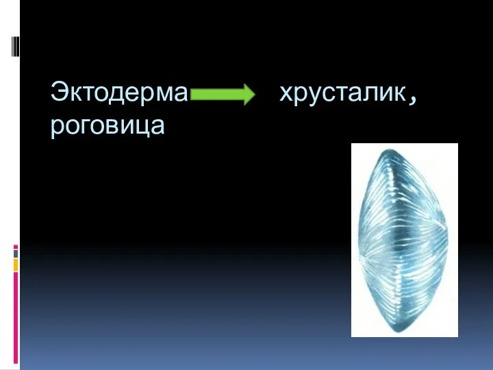 Эктодерма хрусталик, роговица