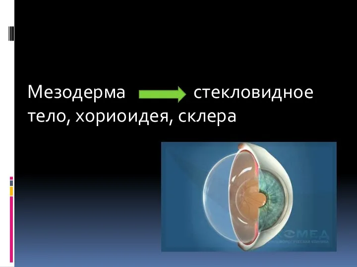 Мезодерма стекловидное тело, хориоидея, склера