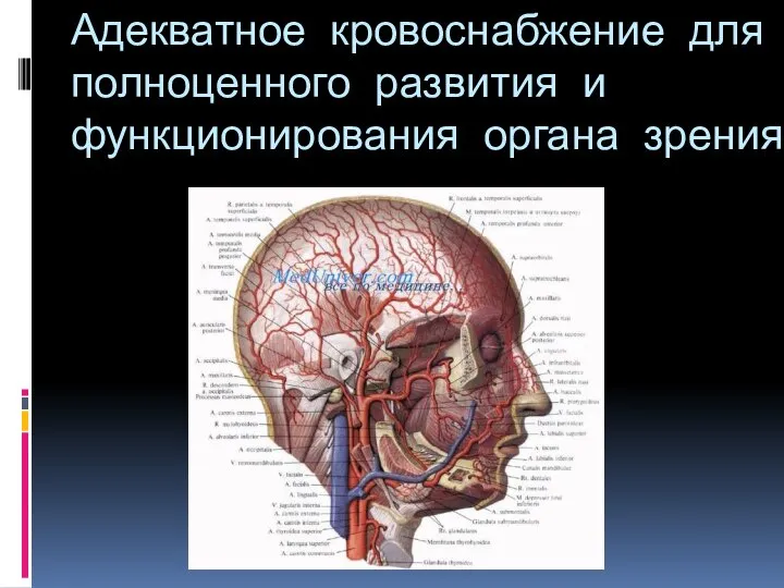 Адекватное кровоснабжение для полноценного развития и функционирования органа зрения