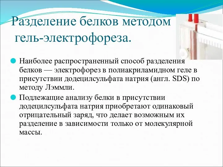 Разделение белков методом гель-электрофореза. Наиболее распространенный способ разделения белков — электрофорез в