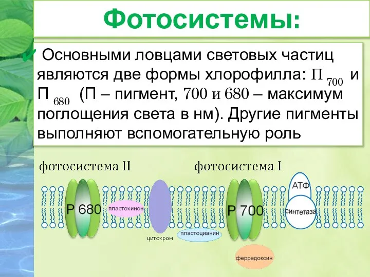 Основными ловцами световых частиц являются две формы хлорофилла: П 700 и П