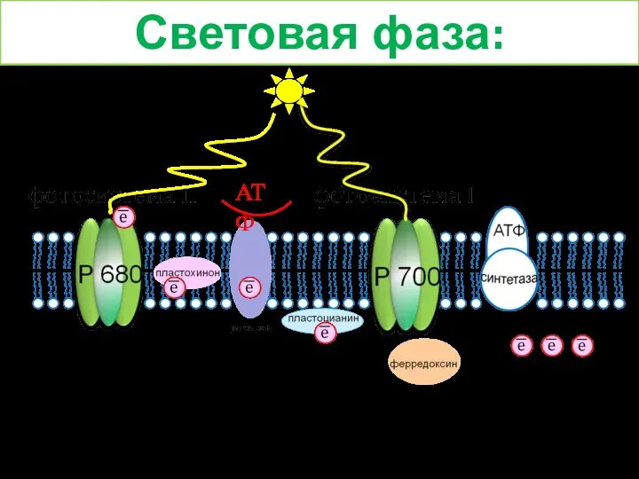 Световая фаза: АТФ