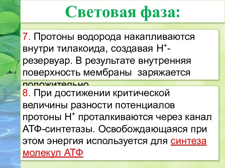 7. Протоны водорода накапливаются внутри тилакоида, создавая Н+-резервуар. В результате внутренняя поверхность