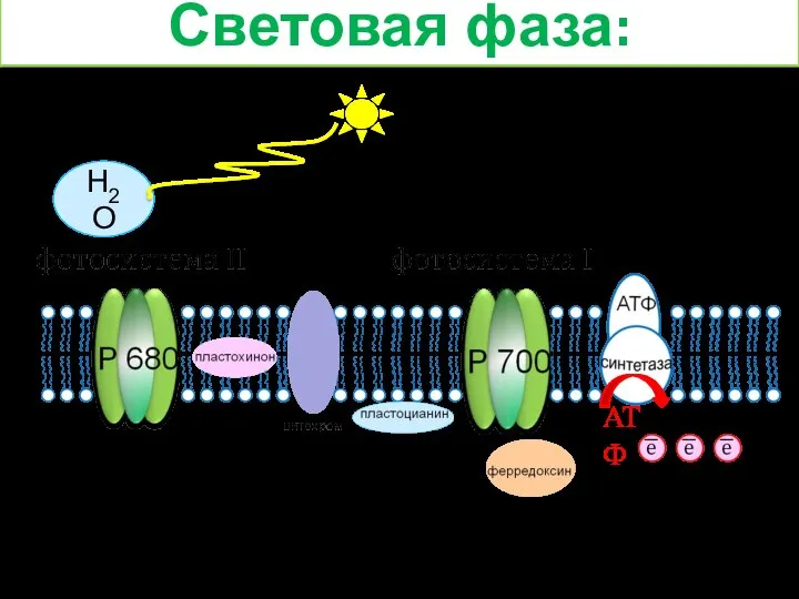 Световая фаза: Н2О = Н+ + ОН- Н+ Н+ Н+ АТФ НАДФ