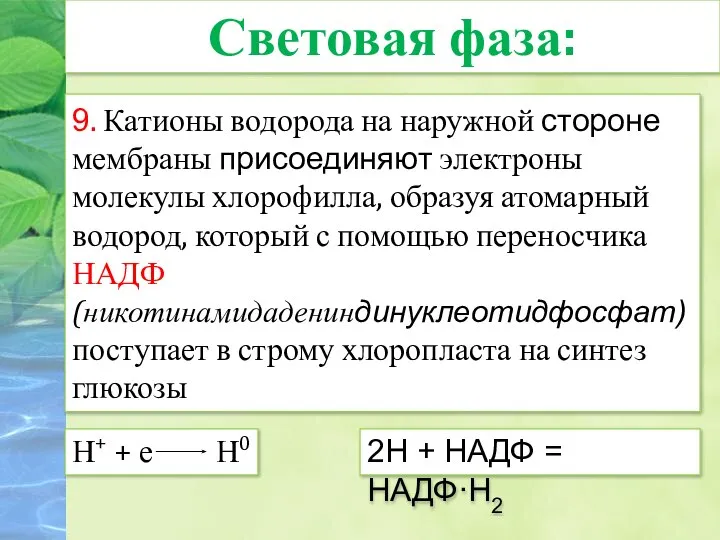 9. Катионы водорода на наружной стороне мембраны присоединяют электроны молекулы хлорофилла, образуя