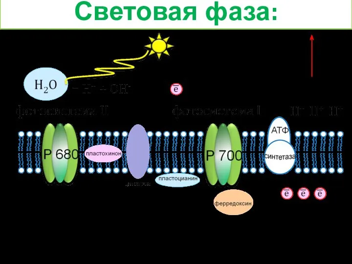 Световая фаза: ОН- е ОН 4ОН 2Н2О +О2