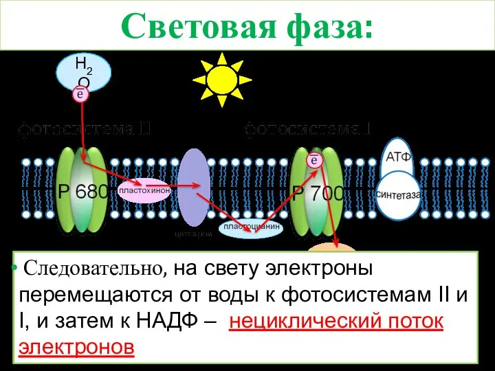 Световая фаза: Н2О НАДФ Следовательно, на свету электроны перемещаются от воды к