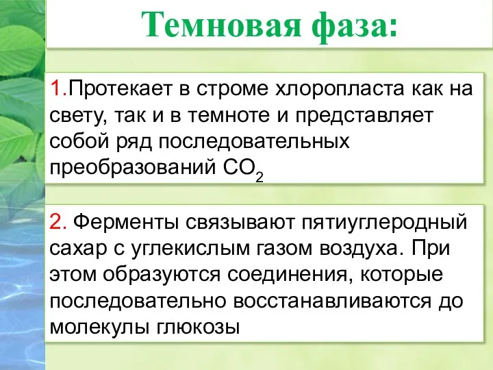 1.Протекает в строме хлоропласта как на свету, так и в темноте и