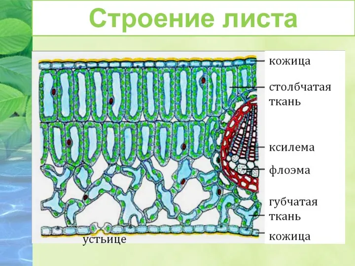 Строение листа