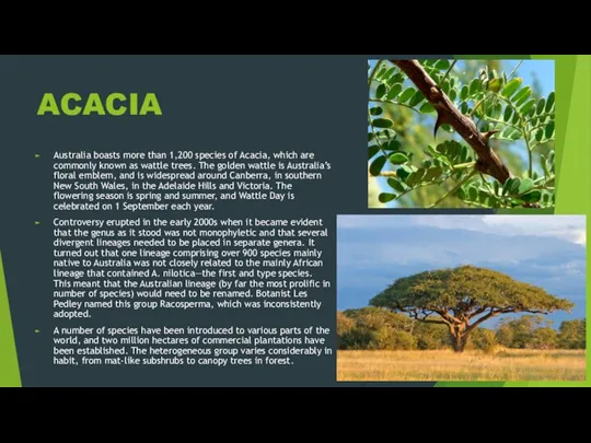ACACIA Australia boasts more than 1,200 species of Acacia, which are commonly