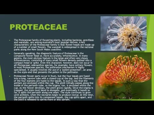 PROTEACEAE The Proteaceae family of flowering plants, including banksias, grevilleas and waratahs,