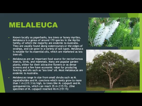 MELALEUCA Known locally as paperbarks, tea trees or honey myrtles, Melaleuca is