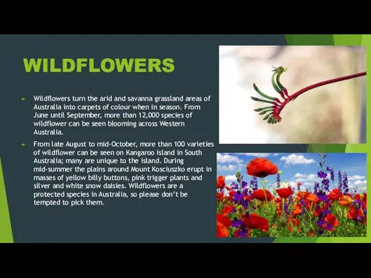 WILDFLOWERS Wildflowers turn the arid and savanna grassland areas of Australia into