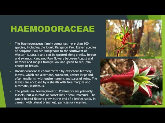 HAEMODORACEAE The Haemodoraceae family comprises more than 100 species, including the iconic