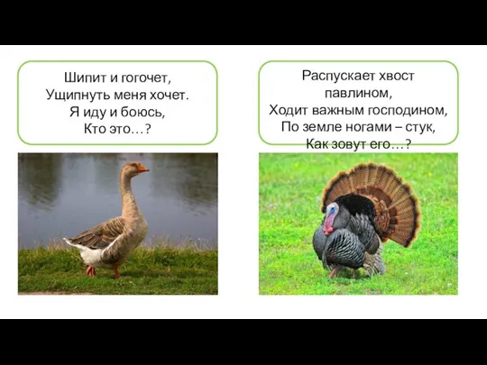 Распускает хвост павлином, Ходит важным господином, По земле ногами – стук, Как