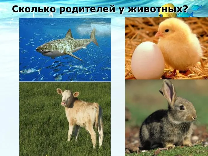 Сколько родителей у животных?