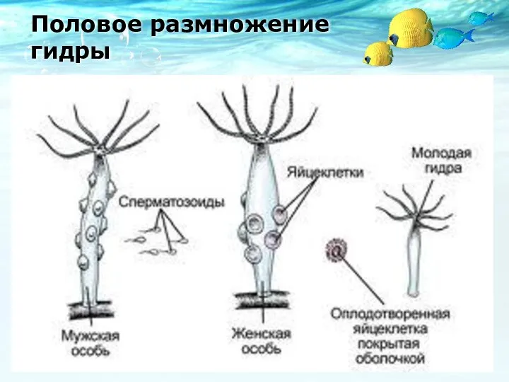 Половое размножение гидры