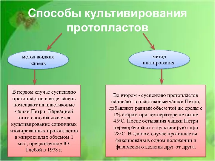 Способы культивирования протопластов метод жидких капель метод платирования. В первом случае суспензию