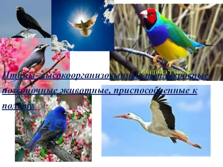 Птицы- высокоорганизовынные теплокровные позвоночные животные, приспособленные к полету.